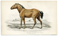 Tarpan wild horse of Russia